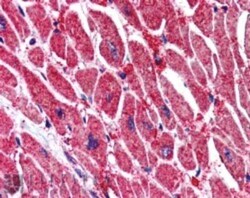 KPNA3 Antibody, Novus Biologicals 0.1mg; Unlabeled:Antibodies, Polyclonal